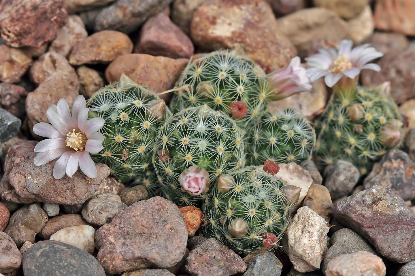 Mammillaria schiedeana subs. Gisalae